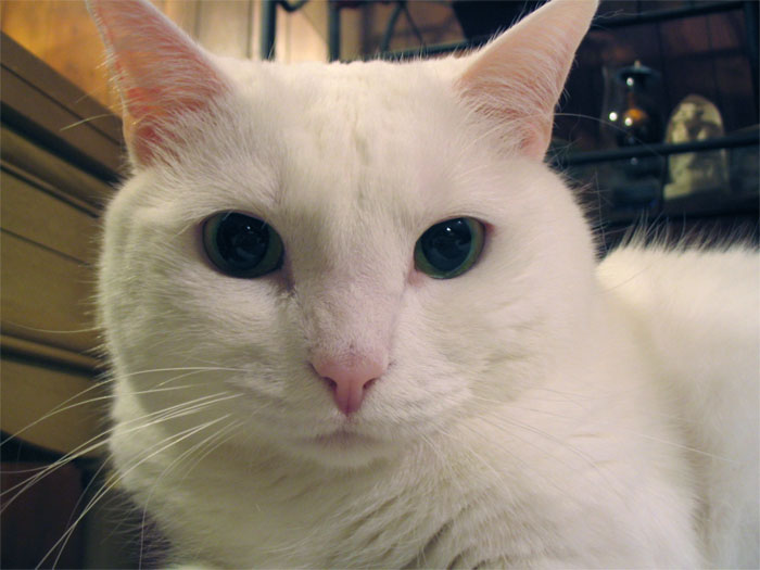 The Great White Huntress