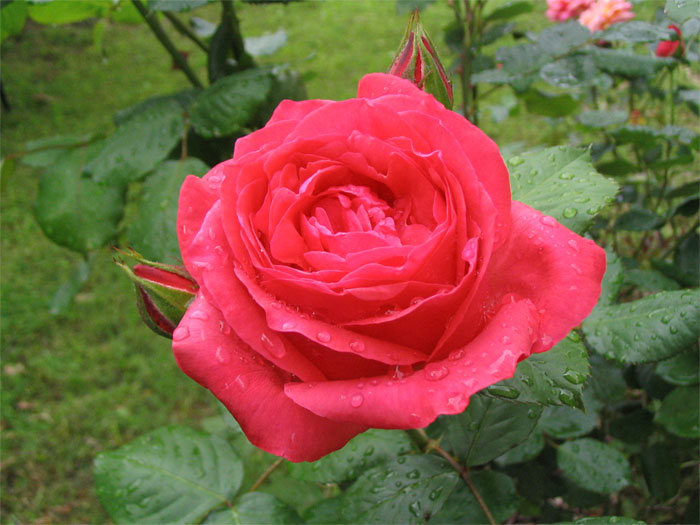 Full Bloom