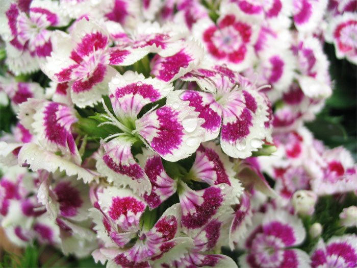 Dianthus barbatus