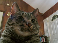 Spinning Kitty Entertainment Photographs