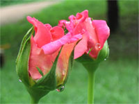 Spinning Kitty Entertainment Photographs